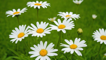 White daisies on a green meadow. Shallow depth of fieldの素材