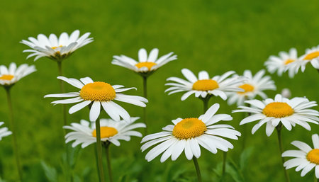white daisies on green grass background, shallow depth of fieldの素材