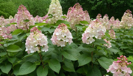 Hydrangea macrophylla, also known as hortensiaの素材