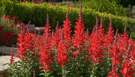 Red salvia flowers in the garden. Red salvia flowers.の素材