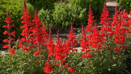 Red salvia flowers blooming in a garden on a sunny dayの素材