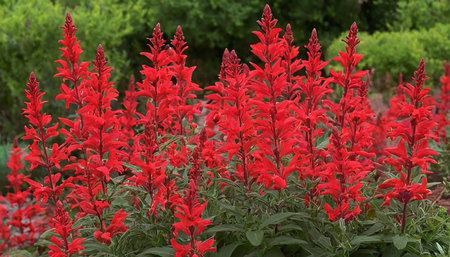 Red salvia flowers in the garden. (Salvia splendens)の素材