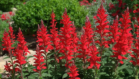 Red salvia flowers blooming in the garden. Red salvia flowers.の素材