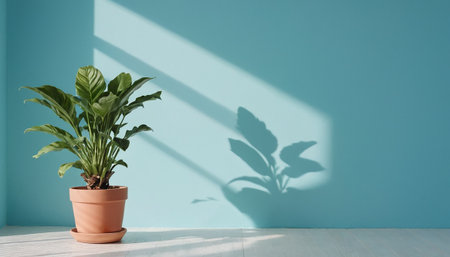 Indoor plant in a pot on a blue wall background with shadowの素材