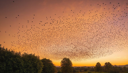 Flock of starlings flying in the sky at sunset or sunriseの素材