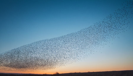 A flock of starlings is flying in the sunset sky. A flock of starlings is flying in the sky.の素材