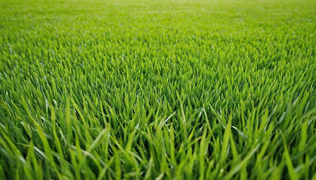 Green grass background. Close up of fresh green grass field texture.の素材