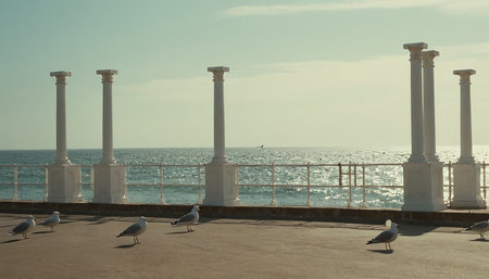 Seagulls on the embankment of the Black Seaの素材
