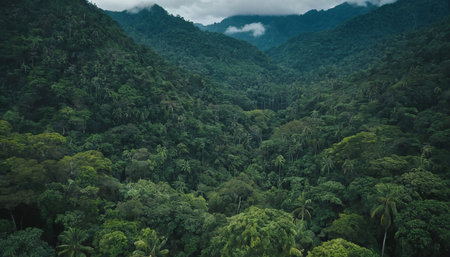 Aerial view of rainforest in the jungle, Costa Rica.の素材