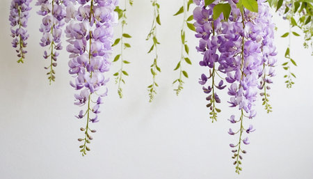 Wisteria flowers on a white background. Purple wisteria flowersの素材