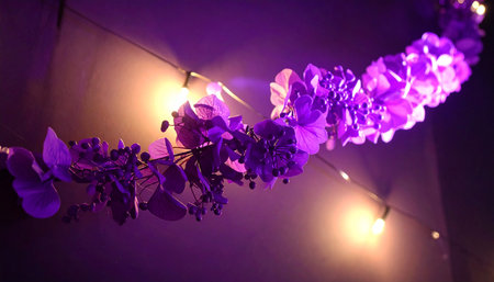 Purple orchids hanging from the ceiling in a party.の素材