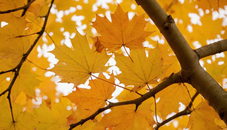 Autumn maple leaves in the park on a background of green foliageの素材