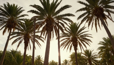 Palm trees on a sunny day in the tropics. Toned.の素材