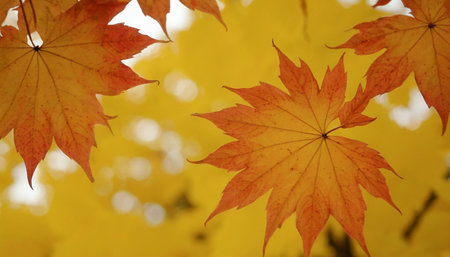 Maple leaves in autumn colors, close-up of a maple leafの素材