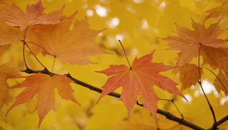 Maple leaves in autumn, close-up. Natural background.の素材