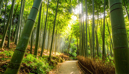 Bamboo forest in Arashiyama, Kyoto, Japan.の素材