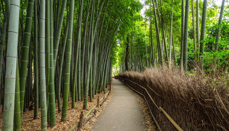 Bamboo forest at Arashiyama, Kyoto, Japan.の素材