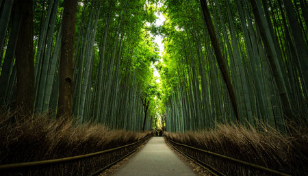 Arashiyama Bamboo Forest in Kyoto, Japan. Beautiful natural backgroundの素材