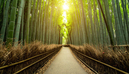 Arashiyama Bamboo Forest, Kyoto, Japan. Beautiful natural background.の素材
