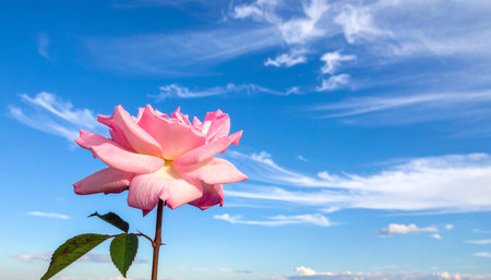 Beautiful pink rose flower on blue sky background with copy space.の素材