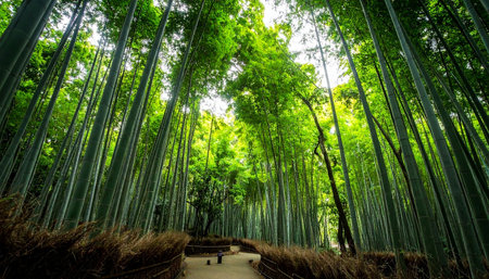 Bamboo forest in Arashiyama, Kyoto, Japan.の素材