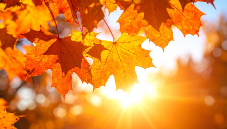 Autumn maple leaves on the background of the sun in the forestの素材