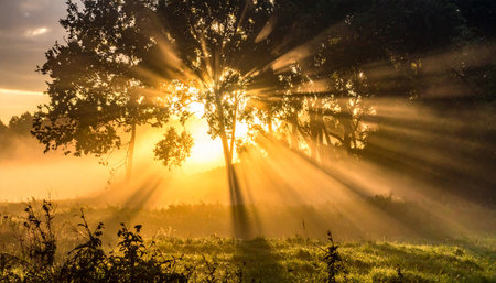 Sunset in the summer forest with fog, sun rays and treesの素材