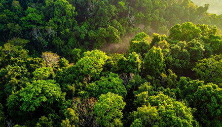 Aerial view of green forest with sunlight in morning, Thailand.の素材