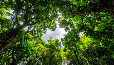 Trees in the rainforest of Doi Inthanon National Park, Chiang Mai, Thailandの素材