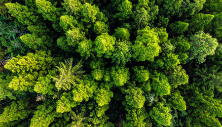 Aerial view of green forest in tropical rainforest. Nature backgroundの素材