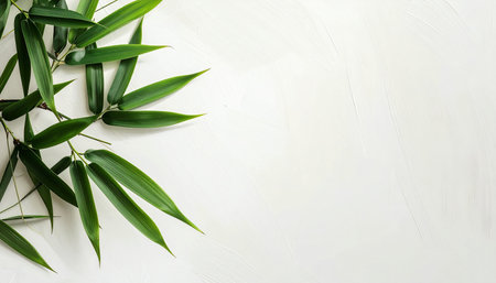 Bamboo leaves on white background. Flat lay, top view, copy spaceの素材