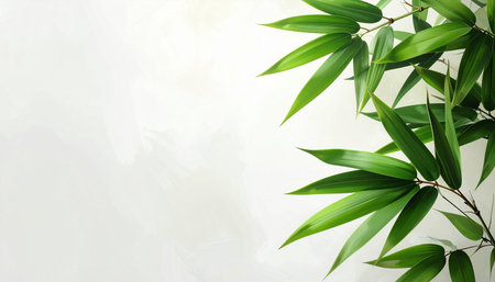 Bamboo leaves on white wall background with copy space for text.の素材