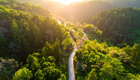 Aerial view of winding road in the green forest at sunset timeの素材