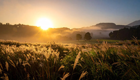 Sunrise in the morning at rice field with fog and mountain backgroundの素材