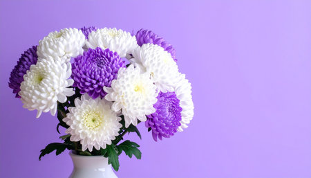 A full bouquet of white and purple chrysanthemums in a white vase on a purple surface.の素材