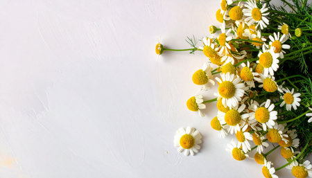 Chamomile flowers on white background. Flat lay, top viewの素材