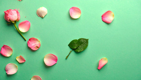 A pink rose, scattered petals, and a green leaf are arranged on a solid teal background.の素材