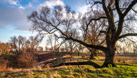 A large bare tree with spreading branches dominates a grassy field under a dramatic cloudy sky.の素材