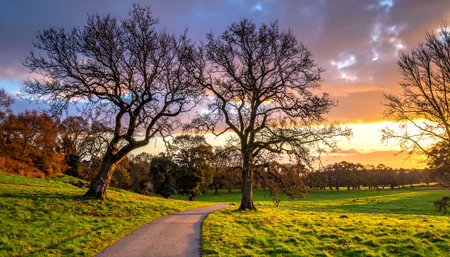A paved path curves through a green grassy field towards a dramatic sunset sky with bare trees.の素材