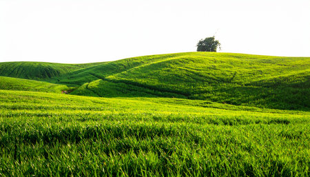 Green grass field in Chiang Rai province, North of Thailand.の素材