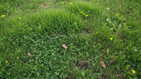 A close-up of a vibrant green grass field with clover, yellow dandelions, white flowers, and scattered dry twigs.の素材