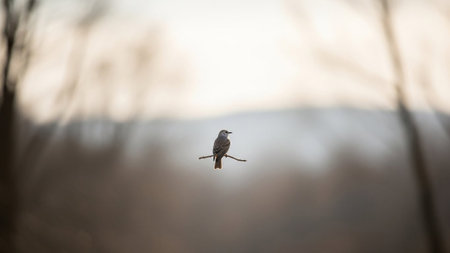 A small bird sits alone on a thin branch, with a soft, blurred background and subtle sun rays filtering through.の素材