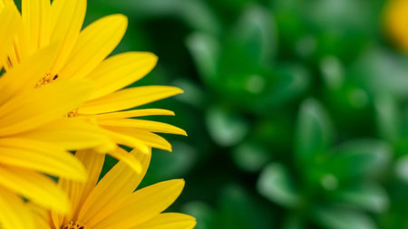Bright yellow daisy petals fill the left side of the frame, contrasting with a blurred green succulent plant on the...の素材