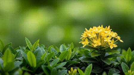 A bright yellow ixora flower cluster stands out against a soft green bokeh background, showcasing its delicate...の素材