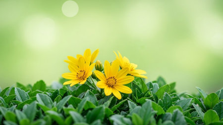Soft showing cluster of bright yellow flowers blooming in lush green foliage with soft bokeh background.の素材