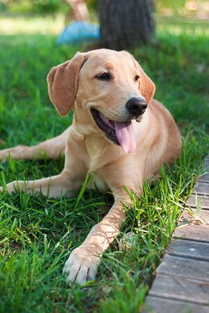 Portrait of a Labrador retriever lying in the grassの写真素材