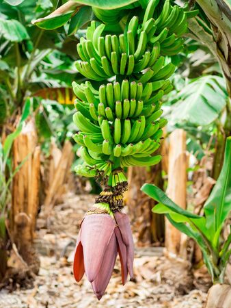Green banana bunch in a banana tree fieldの写真素材