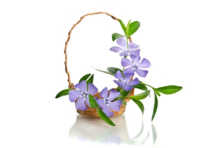 Beautiful blue periwinkle in the basket isolated on whiteの写真素材