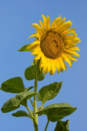Sunflowersの写真素材