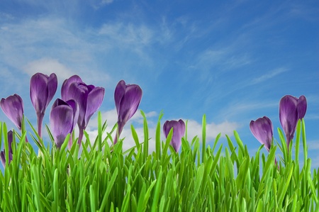 Beautiful violet crocus under blue sky の写真素材